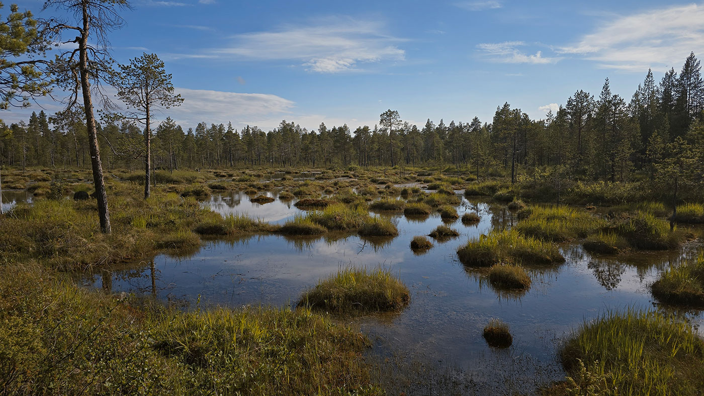 Pasvik Image